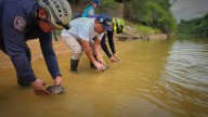 Rescate y liberación de 273 animales en alto riesgo en Orocué