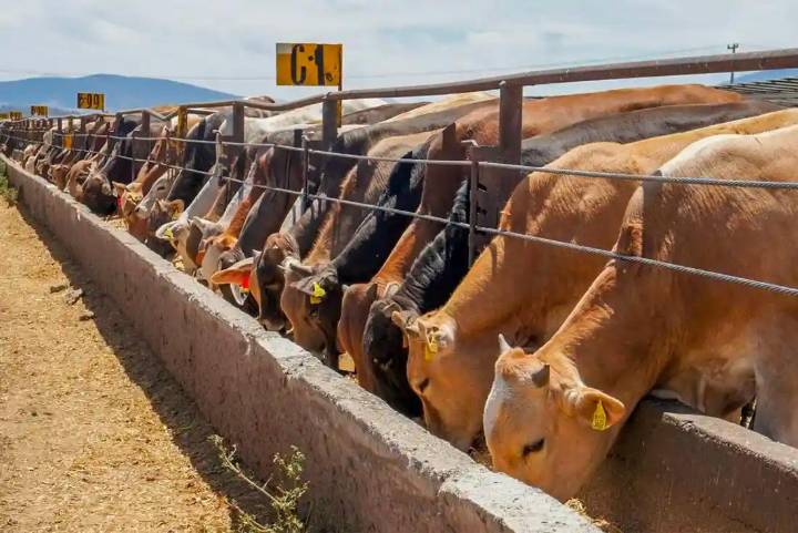 Firman México y Estados Unidos plan binacional para combatir el gusano barrenador del ganado
