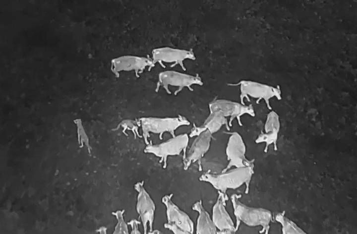 Drones blasting AC/DC and Scarlett Johansson are helping biologists protect cattle from wolves