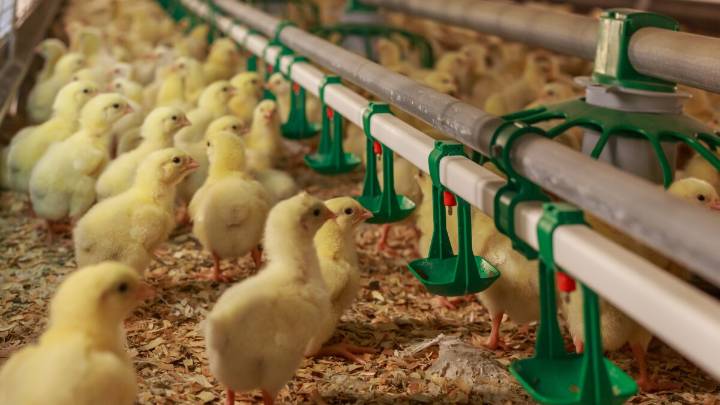 Ohio Poultry Association says state put a 'book end' on bird flu outbreak