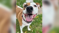 Milwaukee pup named Wisconsin’s lone hero dog semi