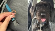 North Carolina Rescuers Were Heartbroken After Meeting A Dog Who Was Surrendered With Wedding Ring On Her Collar