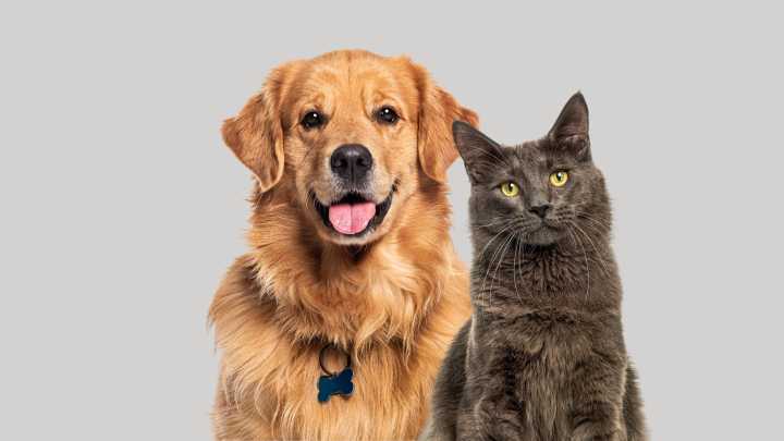 Leadership Cheboygan class hosts fundraiser for humane society