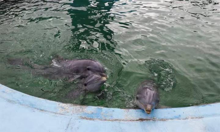 Cuál es la situación de los animales del Acuarium de Mar del Plata: la palabra de un experto
