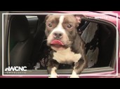 Clear the Shelters 2025: Fur-ever families and foster homes step up in Charlotte!