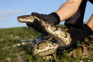 Florida reparte 25.000 dólares en premios en un desafío para eliminar a pitones invasoras