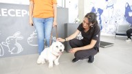 Veterinarios de Guanajuato, los héroes que dan voz a los que no la tienen