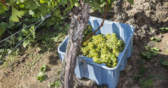 School of Cool shines a global spotlight on Niagara’s Chardonnay