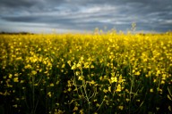 China announces 75.8 per cent tariffs on Canadian canola