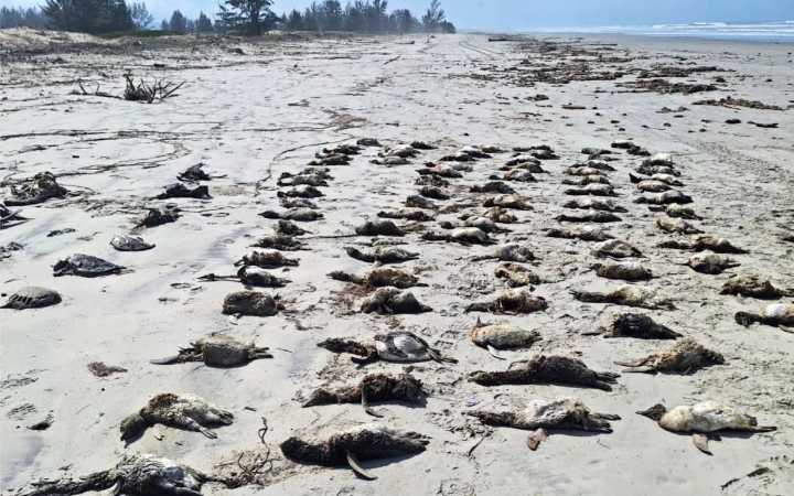 Hallan 739 pingüinos de Magallanes muertos en playas de São Paulo, Brasil
