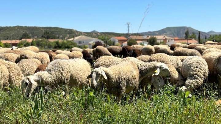 Asaja reclama a la Junta una reunión para abordar "la expansión de la lengua azul"