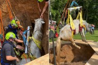 Horse Air-Lifted Out of 8 Foot Hole After Walking Off Wooden Plank