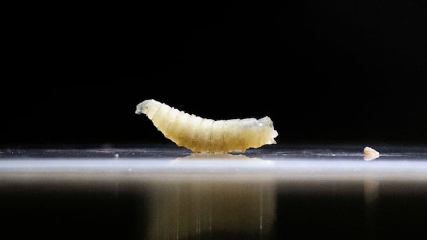 You might have heard about the flesh-eating screwworm. Here's why you shouldn't freak out