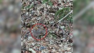 Dog In Pennsylvania Urgently Leads Owner To Leaf Pile, Revealing Injured Owl In Need Of Help