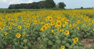 Short bloom window draws crowds to Vermilion Parish sunflower field