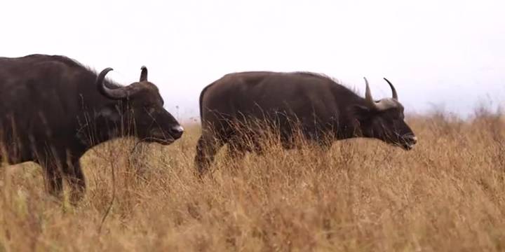 American hunter killed by buffalo he was tracking during South African trip