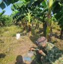 Tropas del Ejército Nacional neutralizan acción terrorista en un cultivo de plátano en Arauca