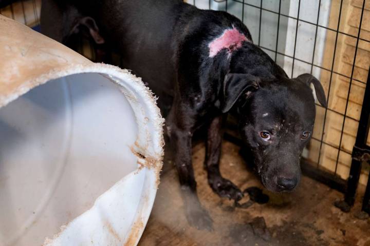 22 Dogs Rescued from Alleged Dogfighting Operations in Indiana amid Heat: Photos