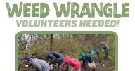 Volunteer at Howell Wetlands to safeguard local nature