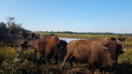 Missouri used to be covered in prairie. A new book traces its 'ruin and redemption'