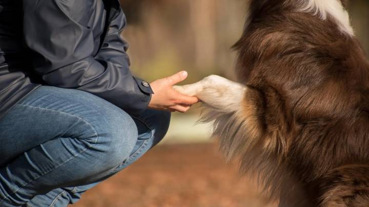Un nuevo estudio cuestiona el 'efecto mascota': adoptar un perro en la pandemia no mejoró el bienestar