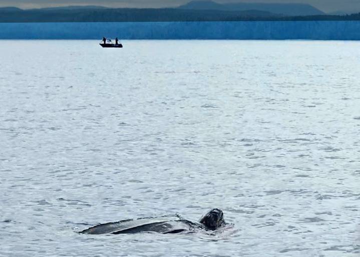 Rare leatherback sea turtle spotted near Haida Gwaii