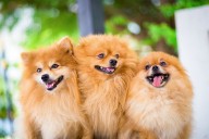15 Dog Breeds That Don’t Forget the Ones They Love