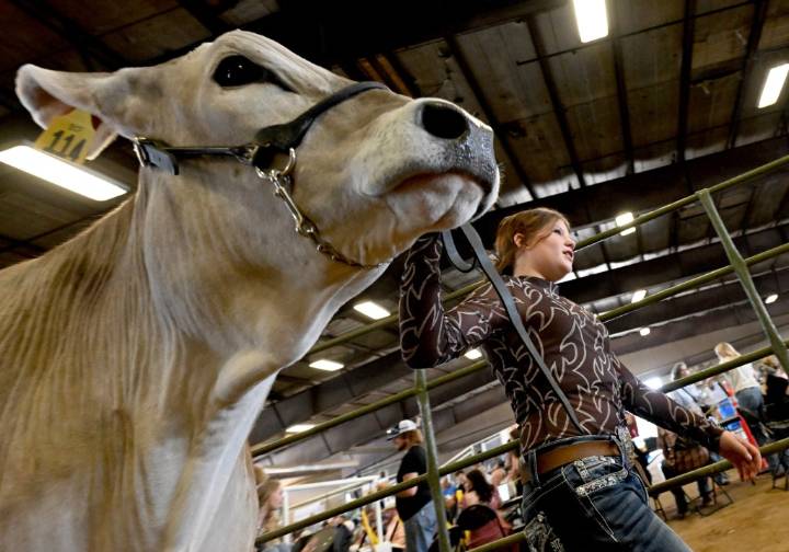 Photos: 2025 Fair Animal Auction