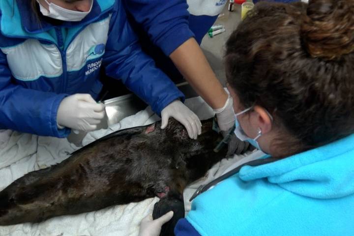 Alarma por animales marinos heridos y enredados en basura