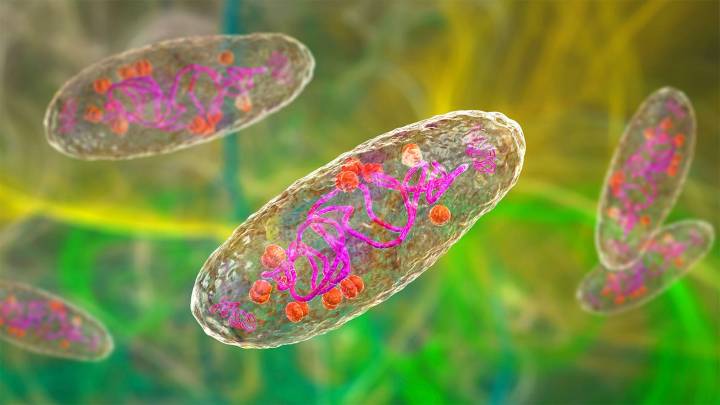 Bubonic Plague Gets a Cheaper, Easier Treatment