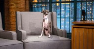 RIP Frisbee, Seth Meyers’s Dog and Andy Samberg’s Enemy