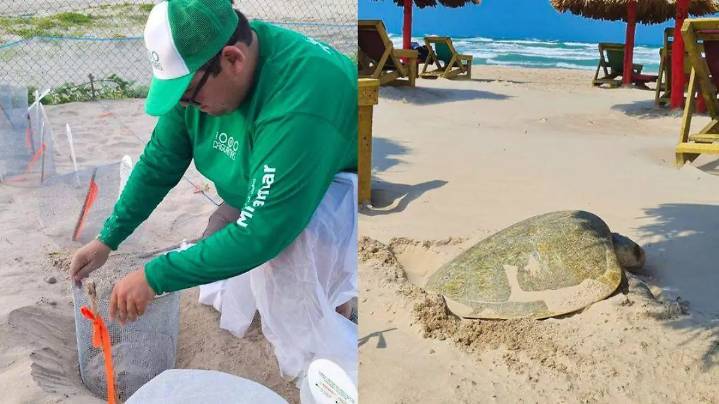 “Tomarte una caguama bien fría, por una buena causa”: así salvan tortugas marinas en Playa Miramar
