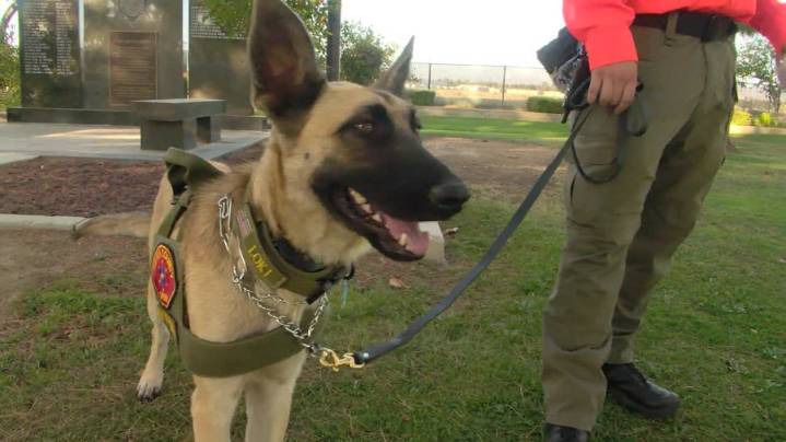 Rescued to rescuer: Shelter dog Loki training to save human lives as part of Kern County Search and Rescue