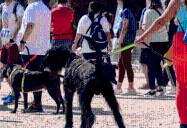 La Florida invita a “Expo Patitas”, feria gratuita para mascotas que incluirá la corrida “Color Pet”
