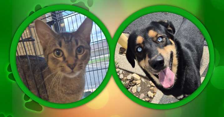 WAND's Happy Tails featuring Timon and Cabo Wado