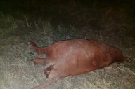 Una familia en camioneta chocó un animal en la R.89