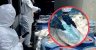 FGR destruye toneladas de fentanilo y precursores químicos en operativo histórico en Sinaloa