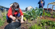 Getting rid of weeds is hard and never-ending work: Dan Gill's garden advice