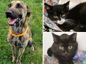 Pets of the week: Ollie is very friendly. Robert and Gigi are curious kittens