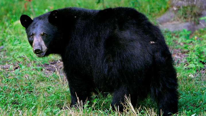 FWC approves removal of 187 bears in Florida's first bear hunt since 2015
