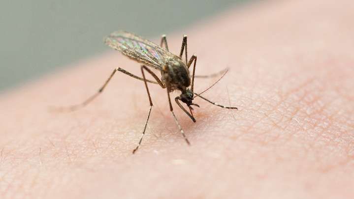Sample group of mosquitoes tests positive for West Nile in Evansville