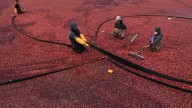 Massachusetts cranberry bogs are being given a second life as vibrant wetlands