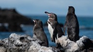 Monitoreo de más de 50 años revela "sorprendente resiliencia" del pingüino de Galápagos a la crisis climática