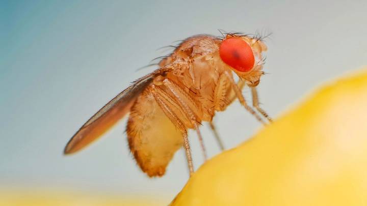 Fruit Flies vs. Gnats: What's Buzzing in Your Air Space?