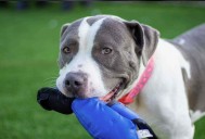 Brock The Pit Bull: Your Future Cuddle Buddy