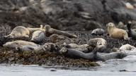 ‘Concerning behaviour’: Seal pup encounters on Vancouver Island