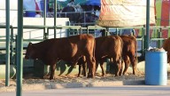 Buscan mejorar los genes del ganado potosino desde “Tierra Ganadera” en la Fenapo