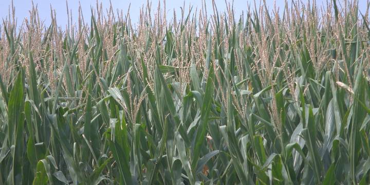 UNL Extension hosts South Central Ag Lab Field Day