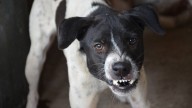 ¡Es oficial! Hasta 8 años de cárcel si tus perros atacan a alguien