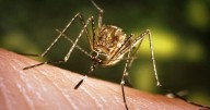 Mosquitoes in Pope County test positive for West Nile virus